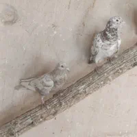 کبوتر