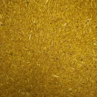 فروش گندم دیم