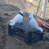 جفت کبوتر طوقی