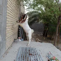 فروش بز افغانی درجه یک با دوتا کهره نر و ماده