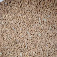 فروش گندم
