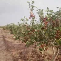 باغ پسته و زمین خالی دیم مهنه