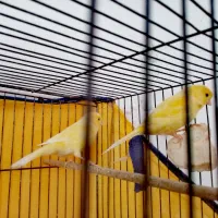 دو قناری ماده