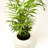 کلیه خدمات باغبانی و فضای سبز صفر تا صد|خدمات باغبانی و درختکاری|مشهد, فلسطین|دیوار