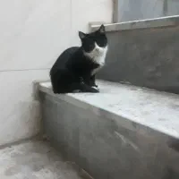 واگزاری ۲بچه گربه