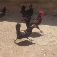 مرغ سیاه خروس سیاه