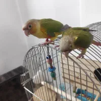 معاوضه با گرینچیک مولد