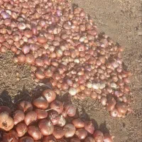 پیاز محلی برای فروش