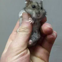 همستر فروشی معاوضه