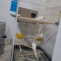 عروس هلندی|پرنده|میانه, |دیوار