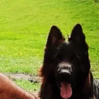 ژرمن شپرد شولاین|سگ|اردبیل, |دیوار