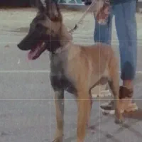 واگذاری سگ مالینویز|سگ|شیراز, میرزاکوچک خان|دیوار