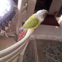طوطی گرچینگ  ۱۵ مرداد گم شده است