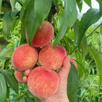 کودهای ارگانیک کروا