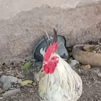 جوجه خروس