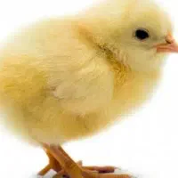 کارگر مرغداری