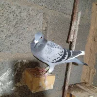 کفتر رنگی|پرنده|امیدیه, |دیوار