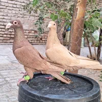 کفتر کبوتر سرخ کرمانی زرد کرمانی|پرنده|مه ولات, |دیوار