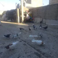 کبوتر فروشی