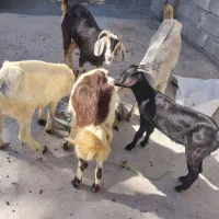 بز گوشتی و داشتی و میش اووس