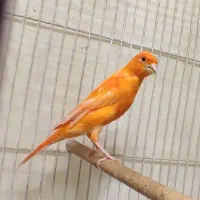 قناری ماده لاکی ذات دار