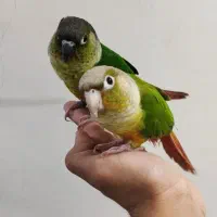 گرینچیک رام و سخنگو
