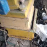 کندوزنبورعسل