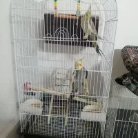 یک جفت عروس هلندی