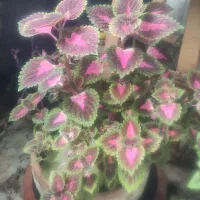 گل های طبیعی وسالم|گل و گیاه طبیعی|مشهد, سرافرازان|دیوار