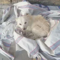 سگ  شاهدخت پاور روباهی بازیگوش ولی بی صدا