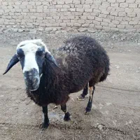 قوچ سرحال
