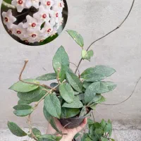 انواع هویا با عکس گلدهی