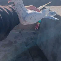 گرفتی توحید