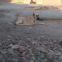 ماده سگ کانگال