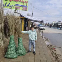 نهال صنوبر از تولیدکننده بخر