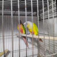 طوطی گرینچیک