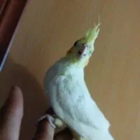 گمشده