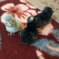 جوجه گلین و پولند|حیوانات مزرعه|همدان, |دیوار