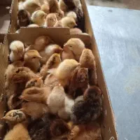 جوجه محلی|حیوانات مزرعه|قم, نخودی|دیوار