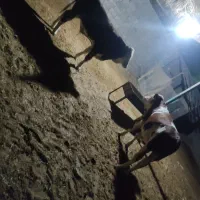 گوسال سیمنتال