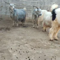 سه راس بز روزگاری|حیوانات مزرعه|شوشتر, |دیوار