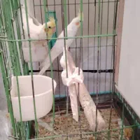 دو جفت عروس هلندی مولد