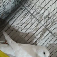 مرغ عشق انگلیسی