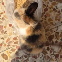 خرگوش|موش و خرگوش|رامشیر, |دیوار