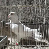 کبوتر سفید ‌کرمونی نر