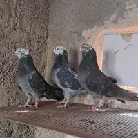 کبوتر کفتر کهنه و جوجه|پرنده|پاکدشت, پاکدشت (مامازند)|دیوار