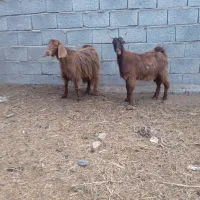 بز ماده عراقی دوعددجوان