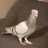 کفتر ماده سرک سوسنی