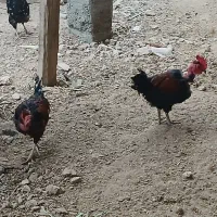 خروس وتخم مرغ|حیوانات مزرعه|چمران, |دیوار