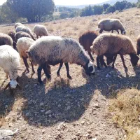 قوچ شال دو ساله